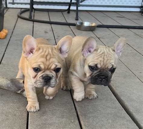 puppies for sale in santa clarita ca